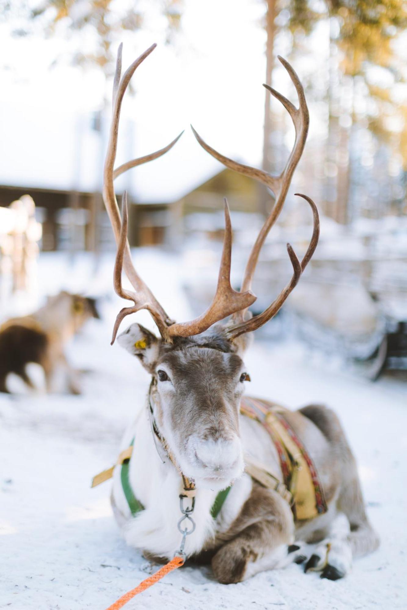 Reindeer Manor Levi Hotel ภายนอก รูปภาพ